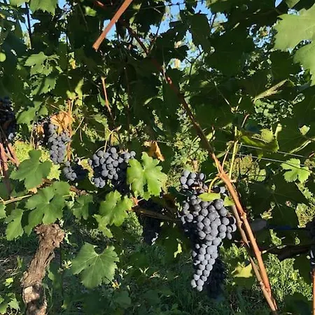 Di Design Nelle Colline Del Piemonte Villa
