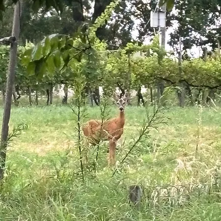 Di Design Nelle Colline Della Valsesia * Ghemme