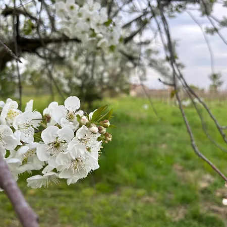 Di Design Nelle Colline Del Piemonte Villa