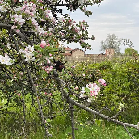 Villa Di Design Nelle Colline Del Piemonte Ghemme